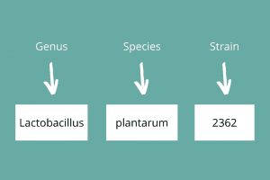Which lactic acid bacteria work best - Super Synbiotics