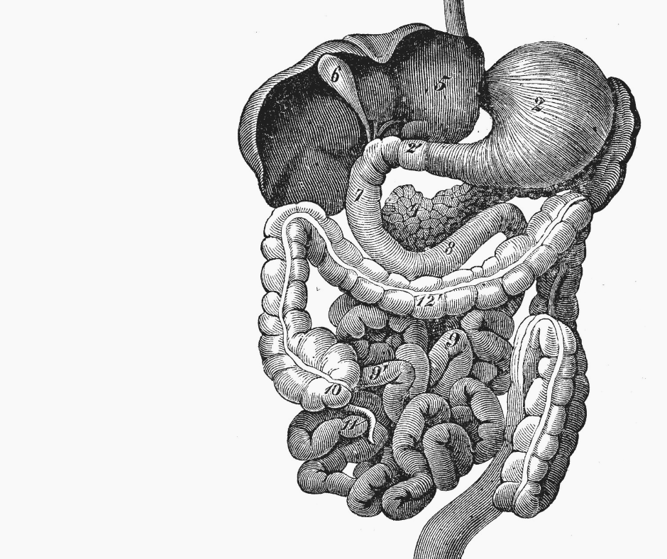 Probiotika - Super Synbiotics