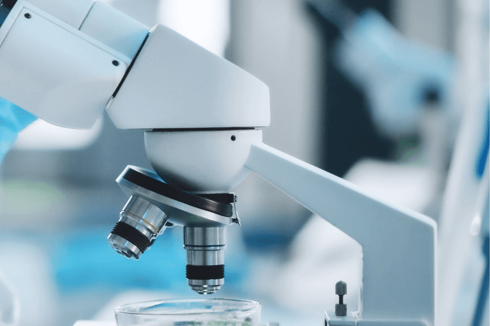 The Bifidobacterium breve bacterium