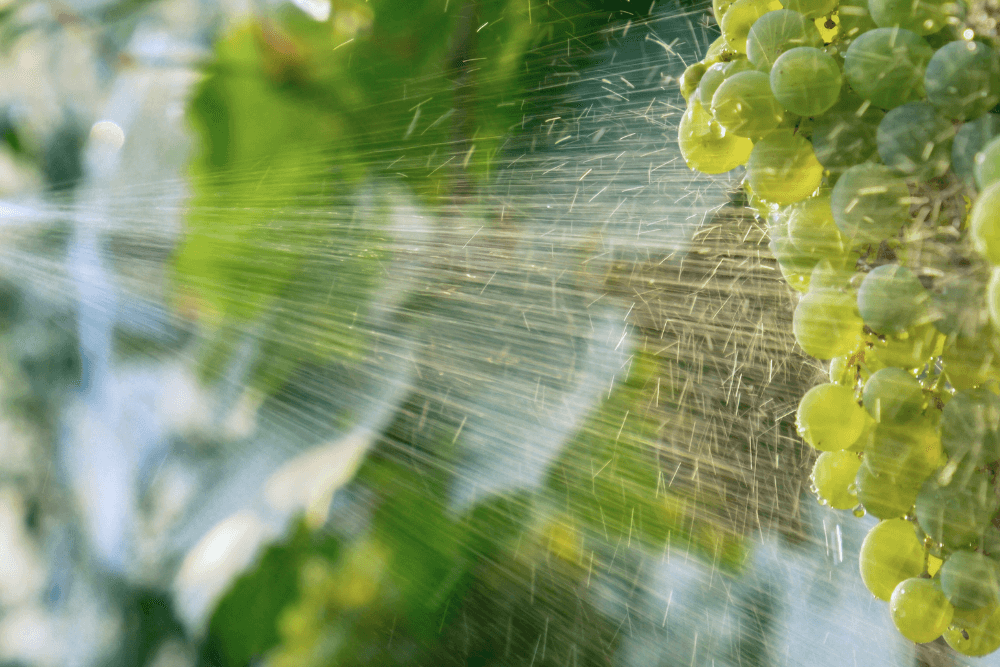 Environmental toxins and your gut flora